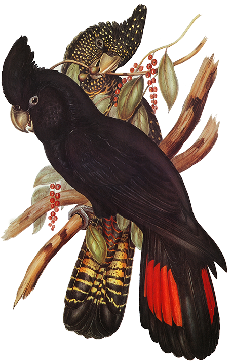 Illustration von zwei rot-blauen Vögel auf einem Ast